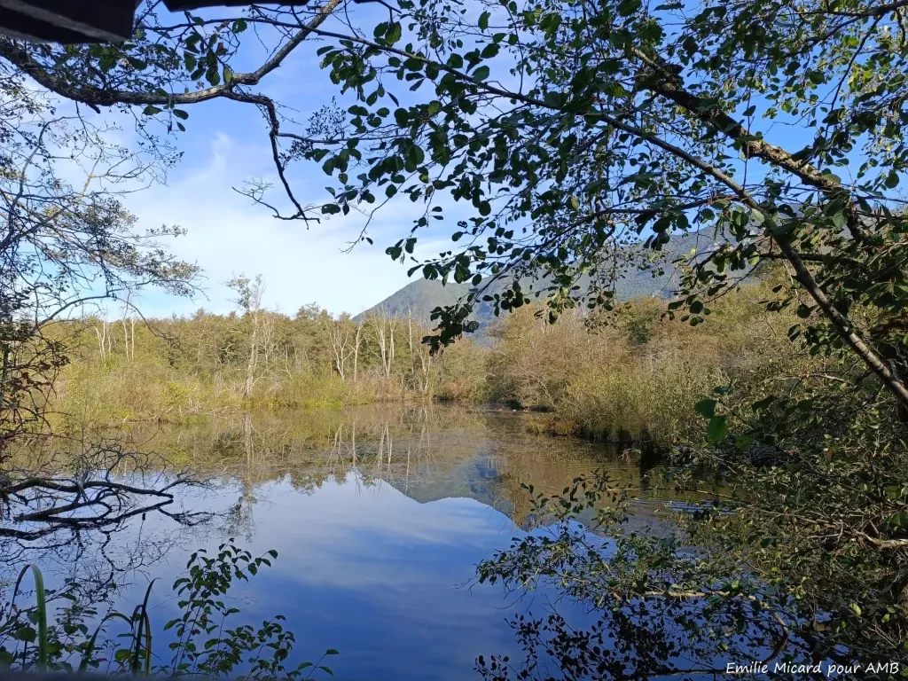 media-libraryiaqflfu6bisvcv3DDjv