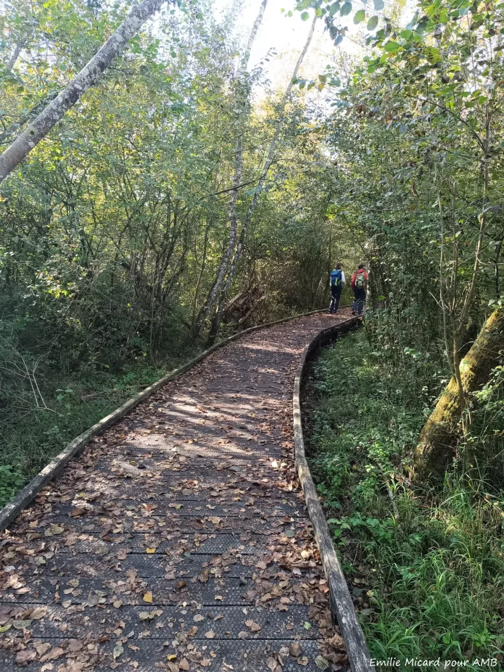 media-library6knq3ar4c2cn15CCUTv