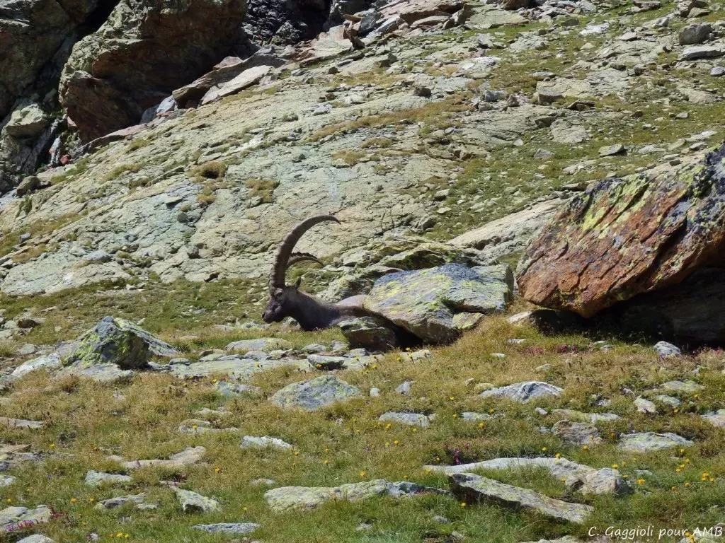 media-library699708tv9qracMWg96B