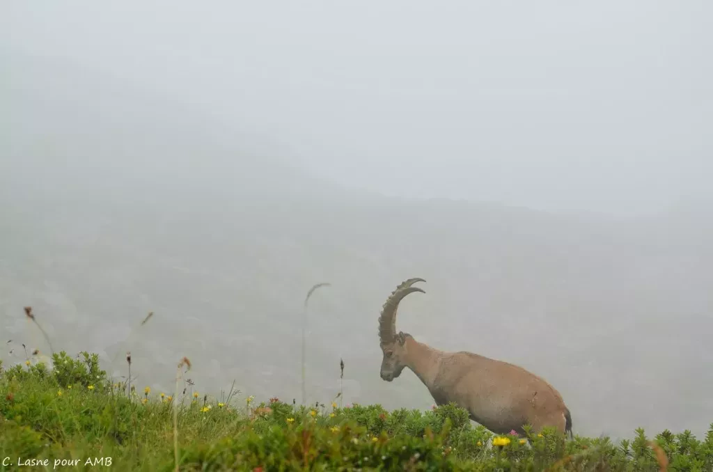 media-libraryvnopij659slv4lgeGGB