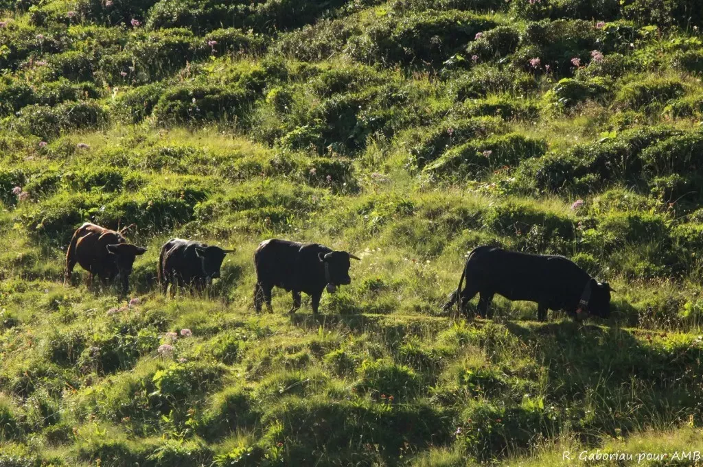 media-libraryo37j3m9f94ekc04cdeF