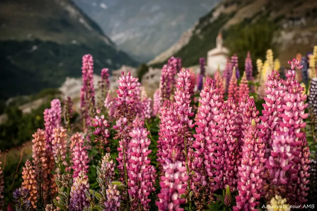 media-libraryhnilmnr9g12oc03si7C