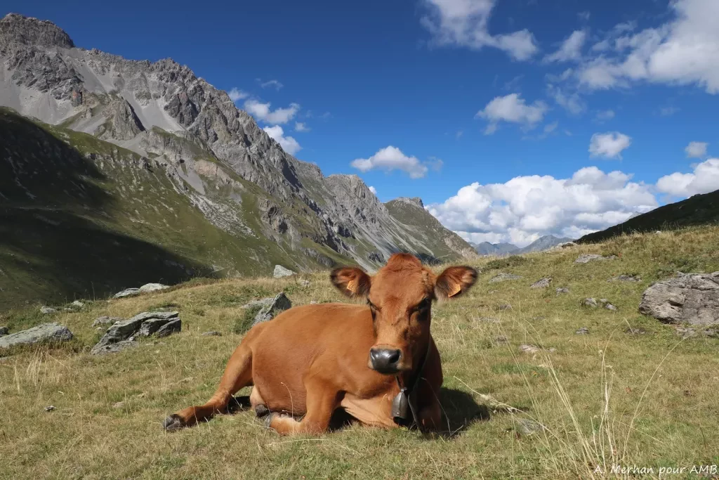 media-library41rmi72s61i8b12WC4E