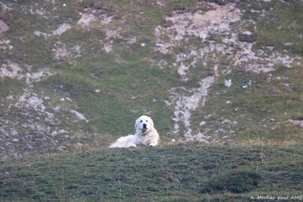 media-librarysn134b663tlb206MAJF