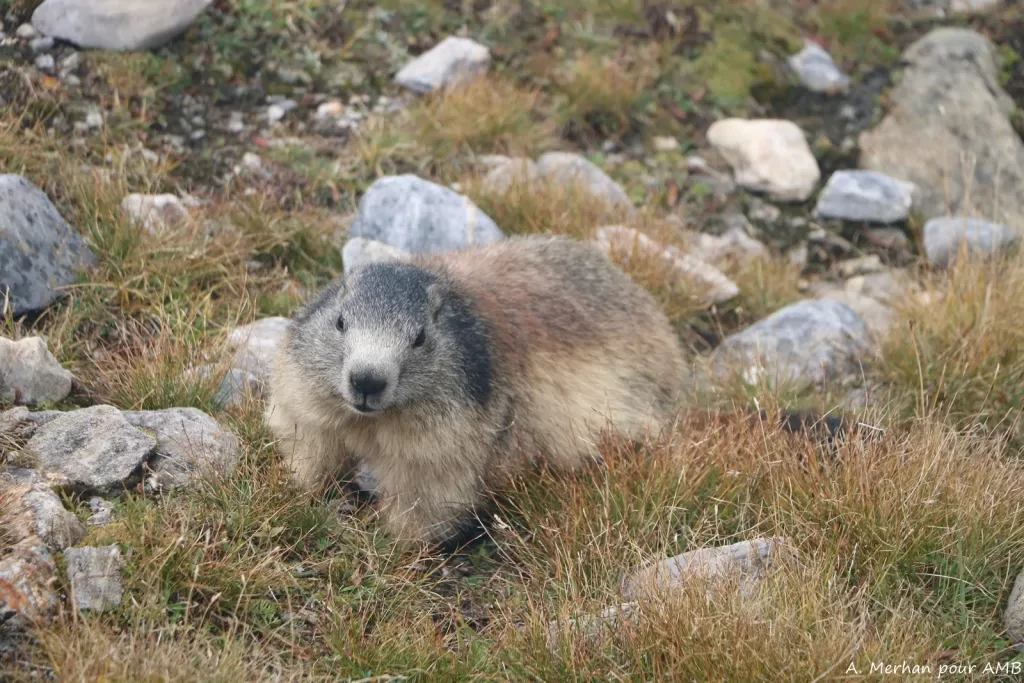 media-librarypcre4v291juceaYAagE