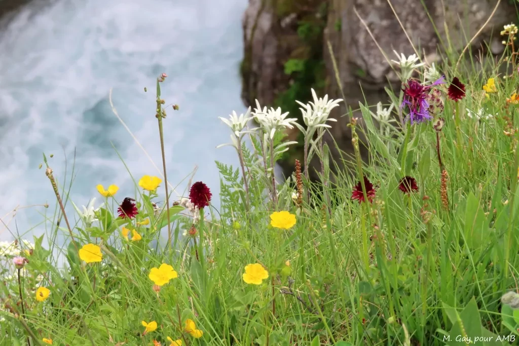 media-librarybvf9t2col7ds9BczpbC