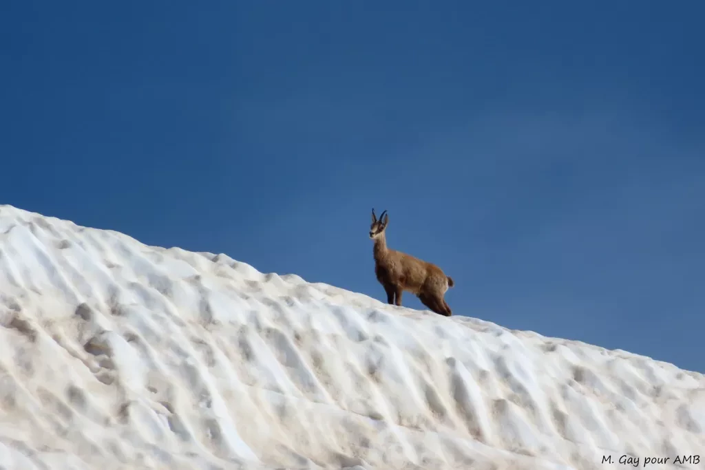 media-libraryknpdbk3pvm416uJe32D