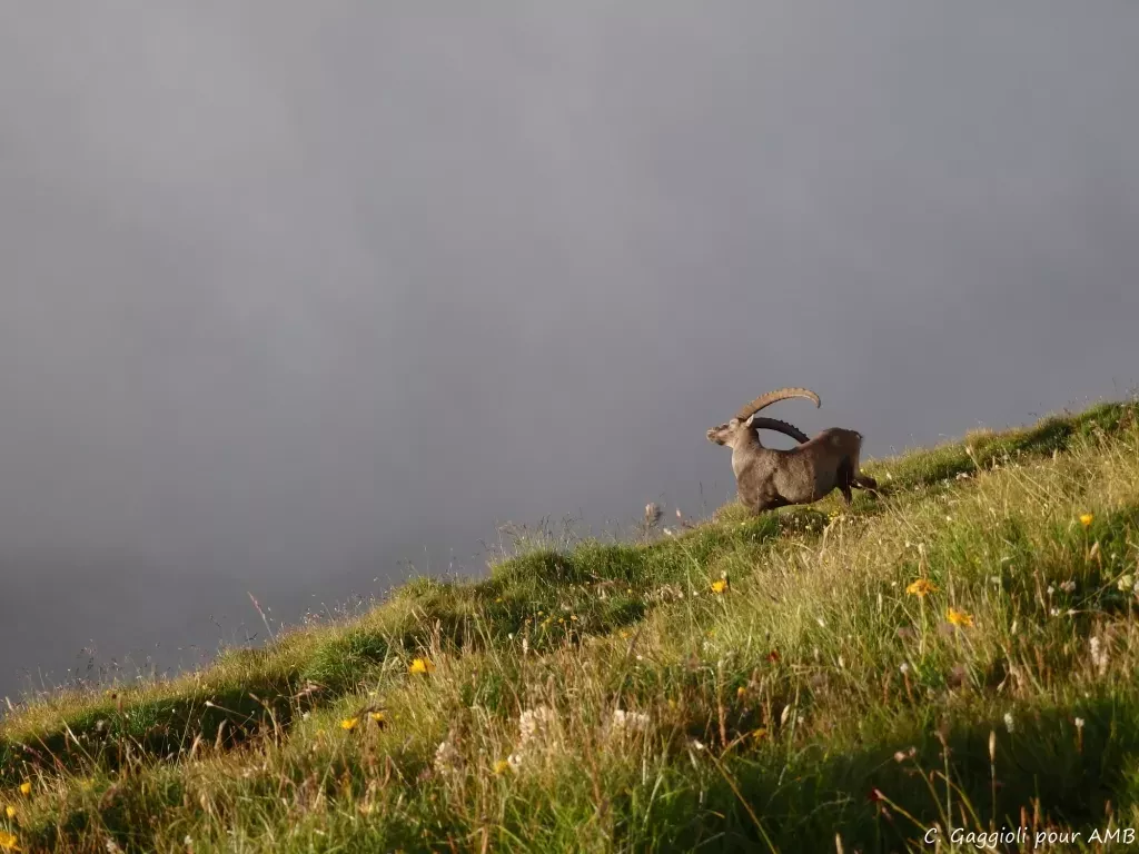 media-libraryfvn2hbq6ot66fX8IXyC