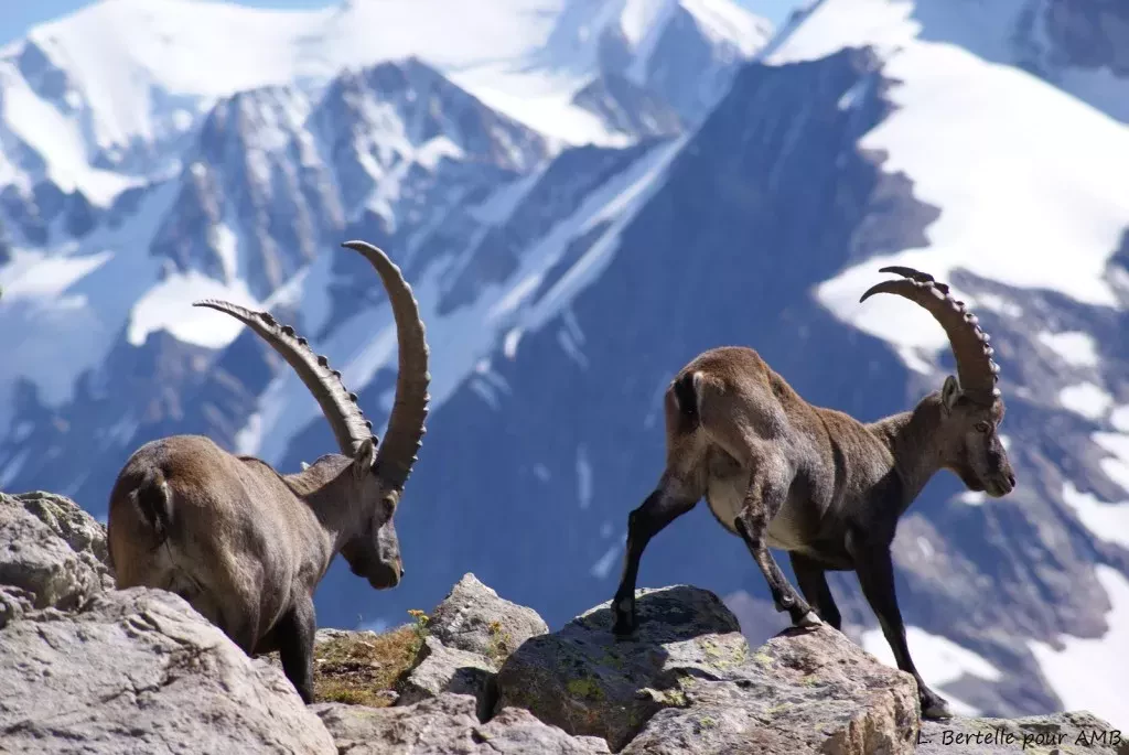 media-library9jm9n8bahqvffAc3FUC