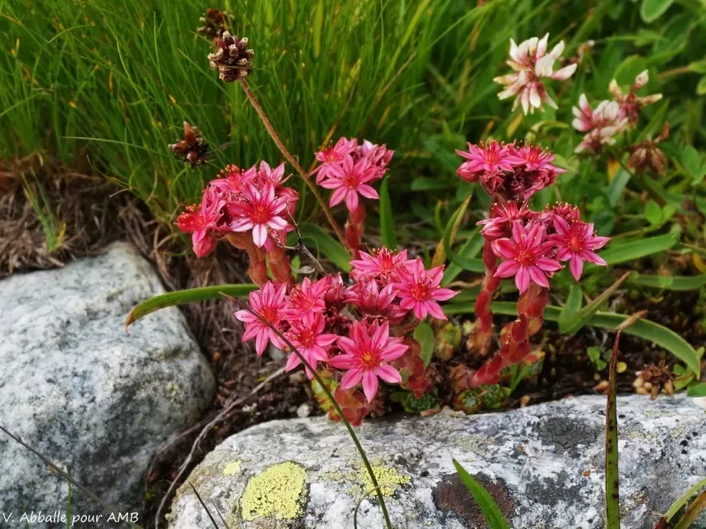 media-libraryd37bohu3r06k96fafKC