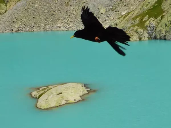 THE COMPLETE TOUR OF MONT BLANC self-guided