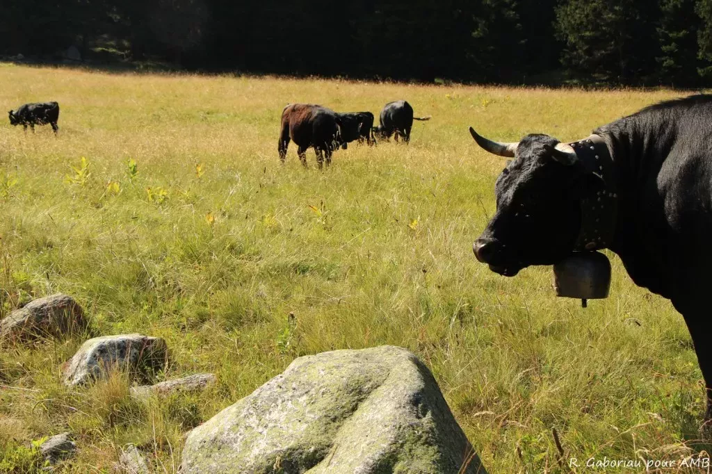 media-library4pok63pshsol6PnbjRF