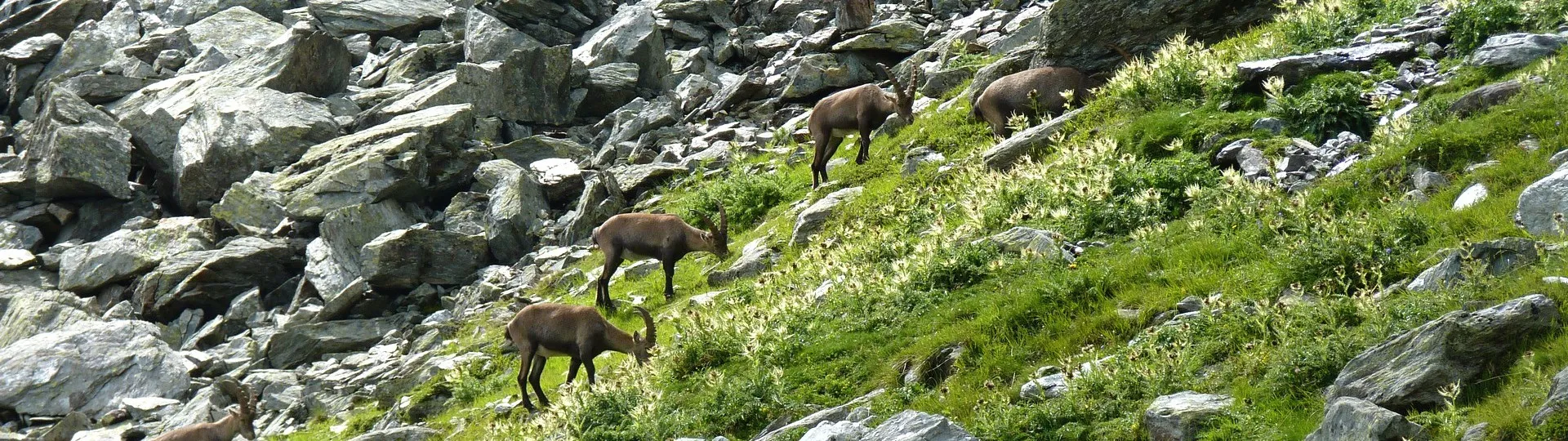 FROM CHAMONIX TO ZERMATT, self-guided 7 days