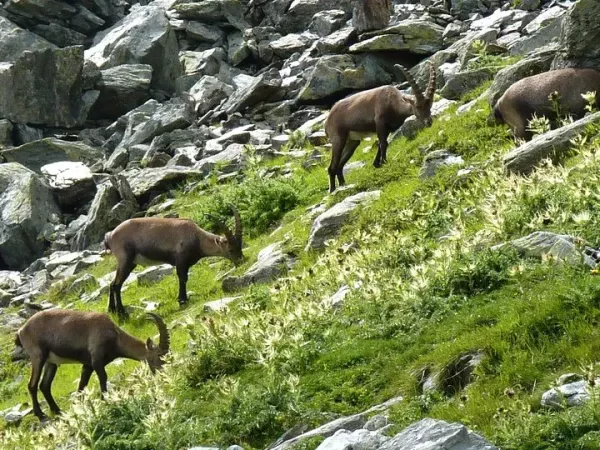 FROM CHAMONIX TO ZERMATT, self-guided 7 days