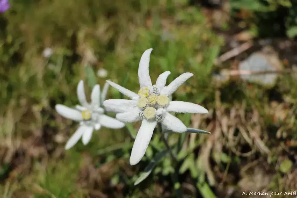 media-libraryef3kon8ombus0vfbrLF