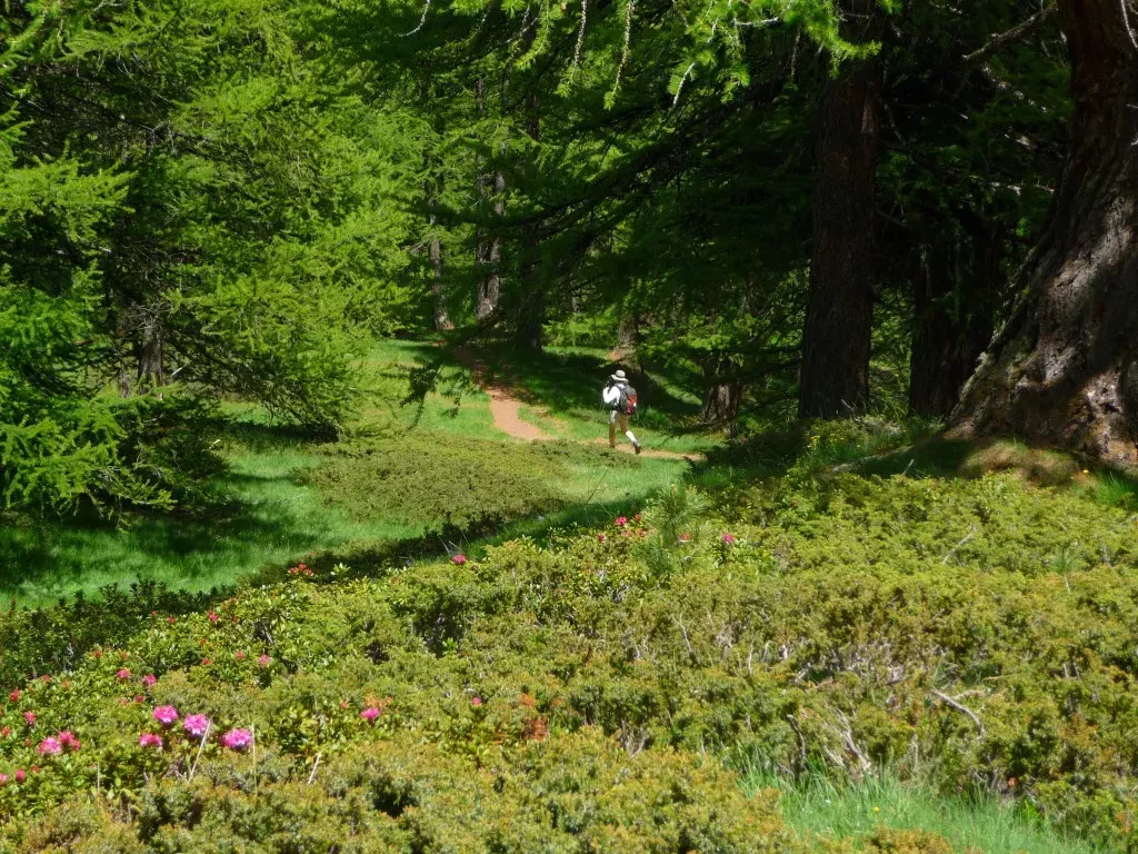 media-library1rebrrunfpjl37yVQTE