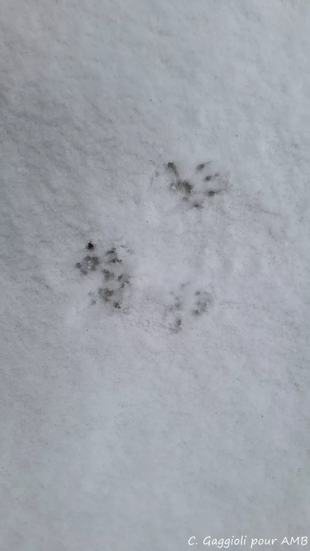 media-libraryd2261vkqtdc4bXPc5yE