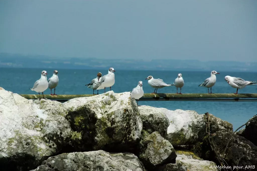 media-library6deqhrumb72v2atkFLB