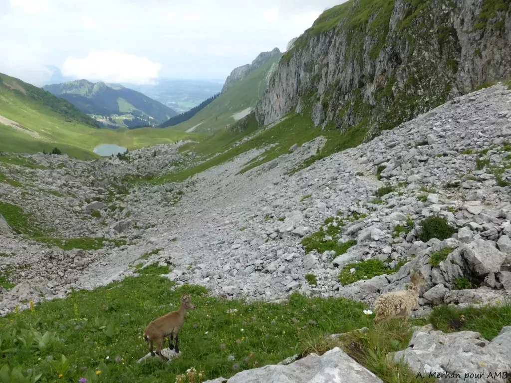 media-libraryjhugt8hi662h6WMbLHC