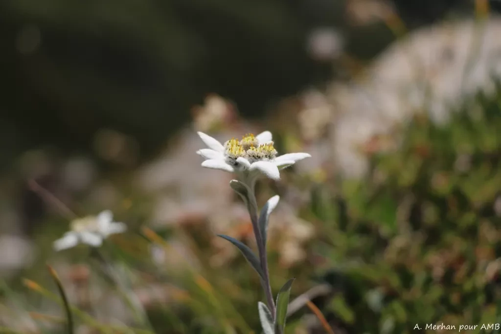 media-library7gseqq3lckbv1Ps3kuC