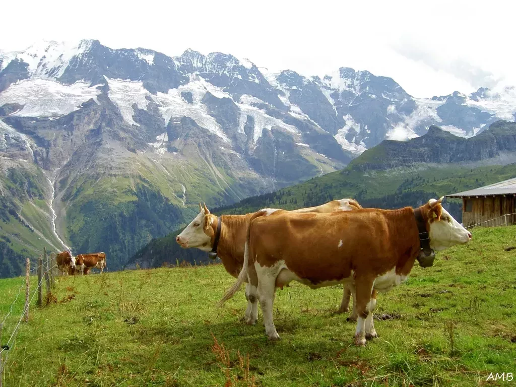 media-libraryboltvjg0csic4nXBupE