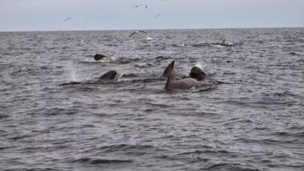 media-library41c91pmrepqs0J4e64V