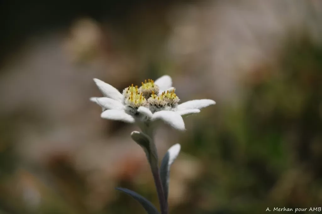 media-libraryi7bha5d3lfjqdy42W7U