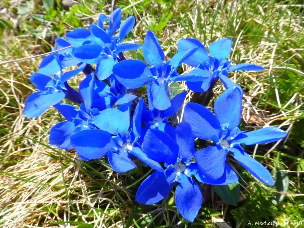 media-library1bmskpf1fuai1G2kA7S