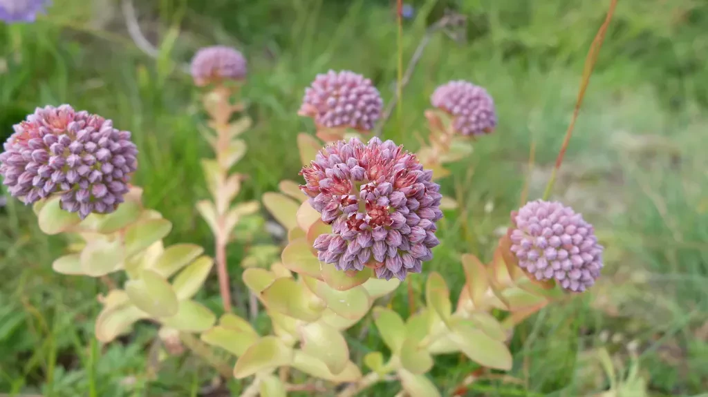 media-libraryb2u0dd33utp66hQRkFW