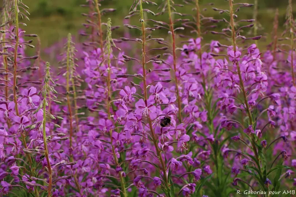 media-libraryt8mo8pjrqbri0u5lswT