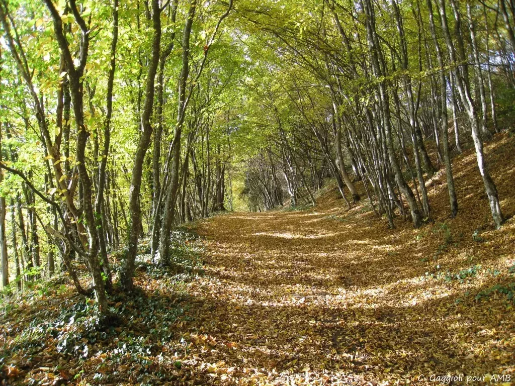 media-library9aoo47lium002EzYdyV