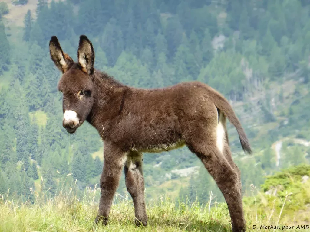 media-libraryqslolvnvtj2vdSofh4U