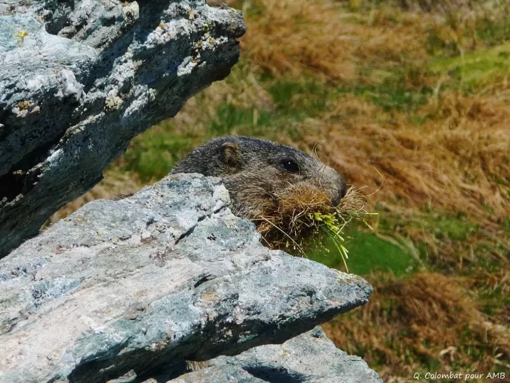 media-librarylps23jnd6i87a0hl2rV