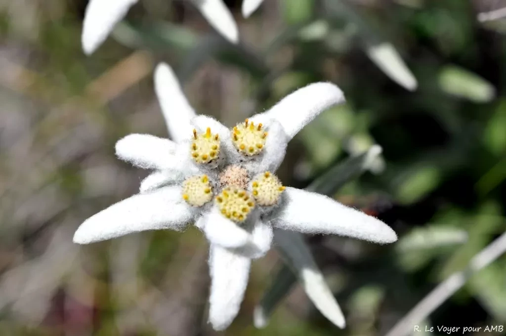 media-librarytm7u5r1qubm41vFw2cU