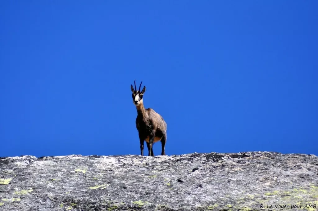 media-library4ork0q1847p0eai2VEV