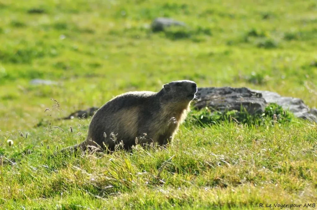 media-libraryshgb7m4h4qts6a4mcEW