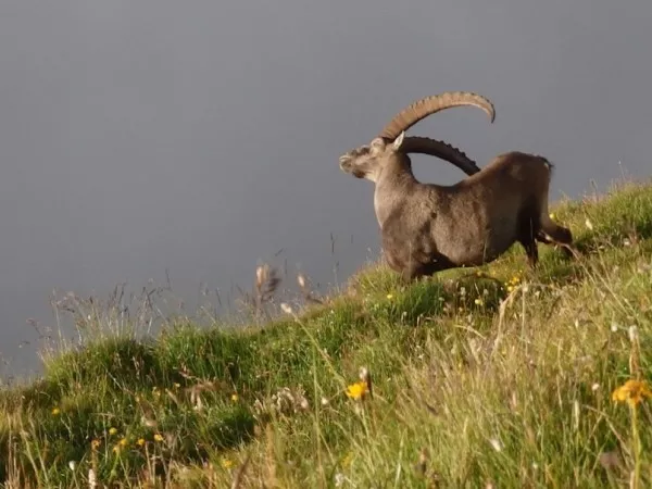 allibert trekking tour des ecrins