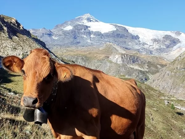 TOUR DES GLACIERS DE LA VANOISE en Liberté