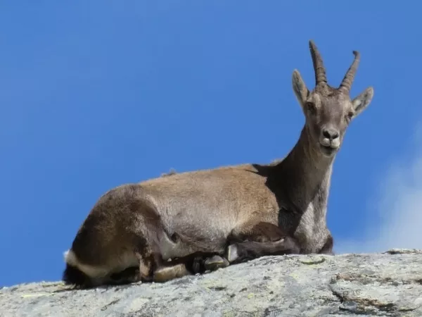 allibert trekking tour des ecrins